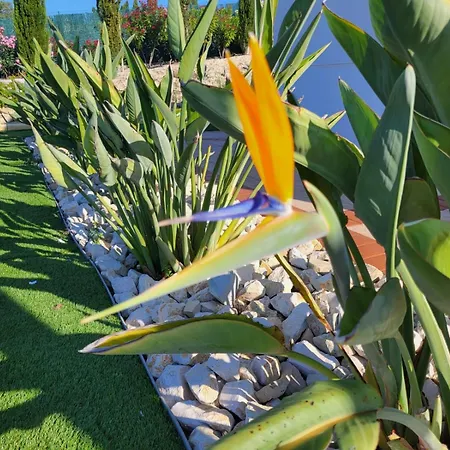 Villa Con Piscina Privada - Benimarraig